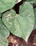 http://mpdb.nibiohn.go.jp/CONTENTS_ROOT/PLANT_PHOTO_DATA/PHOTO_FILE/thumbnail/356.jpg