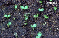 http://mpdb.nibiohn.go.jp/CONTENTS_ROOT/PLANT_PHOTO_DATA/PHOTO_FILE/thumbnail/381.jpg