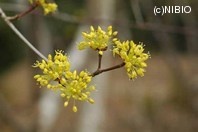 http://mpdb.nibiohn.go.jp/CONTENTS_ROOT/PLANT_PHOTO_DATA/PHOTO_FILE/thumbnail/391.jpg