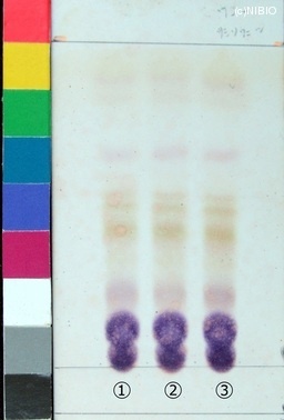 http://mpdb.nibiohn.go.jp/CONTENTS_ROOT/JP_IDENTIFICATION_PHOTO_DATA/JP_IDENTIFICATION_PHOTO_FILE/thumbnail/227.jpg