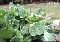 http://mpdb.nibiohn.go.jp/CONTENTS_ROOT/PLANT_PHOTO_DATA/PHOTO_FILE/thumbnail/495.jpg