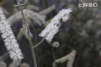 http://mpdb.nibiohn.go.jp/CONTENTS_ROOT/PLANT_PHOTO_DATA/PHOTO_FILE/thumbnail/512.jpg