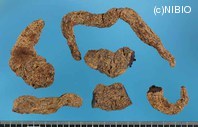 http://mpdb.nibiohn.go.jp/CONTENTS_ROOT/PLANT_PHOTO_DATA/PHOTO_FILE/thumbnail/437.jpg