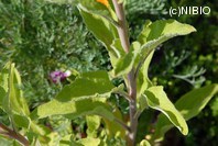 http://mpdb.nibiohn.go.jp/CONTENTS_ROOT/PLANT_PHOTO_DATA/PHOTO_FILE/thumbnail/1215.jpg