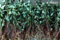 http://mpdb.nibiohn.go.jp/CONTENTS_ROOT/PLANT_PHOTO_DATA/PHOTO_FILE/thumbnail/506.jpg