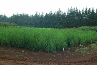 http://mpdb.nibiohn.go.jp/CONTENTS_ROOT/PLANT_PHOTO_DATA/PHOTO_FILE/thumbnail/1264.jpg