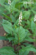 http://mpdb.nibiohn.go.jp/CONTENTS_ROOT/PLANT_PHOTO_DATA/PHOTO_FILE/thumbnail/534.jpg