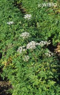 http://mpdb.nibiohn.go.jp/CONTENTS_ROOT/PLANT_PHOTO_DATA/PHOTO_FILE/thumbnail/548.jpg