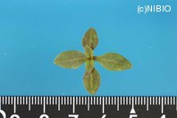 http://mpdb.nibiohn.go.jp/CONTENTS_ROOT/PLANT_PHOTO_DATA/PHOTO_FILE/thumbnail/571.jpg