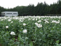 http://mpdb.nibiohn.go.jp/CONTENTS_ROOT/PLANT_PHOTO_DATA/PHOTO_FILE/thumbnail/1025.jpg