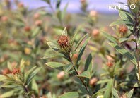 http://mpdb.nibiohn.go.jp/CONTENTS_ROOT/PLANT_PHOTO_DATA/PHOTO_FILE/thumbnail/591.jpg