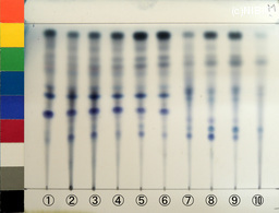 http://mpdb.nibiohn.go.jp/CONTENTS_ROOT/JP_IDENTIFICATION_PHOTO_DATA/JP_IDENTIFICATION_PHOTO_FILE/thumbnail/1288.jpg