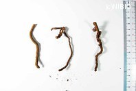 http://mpdb.nibiohn.go.jp/CONTENTS_ROOT/PLANT_PHOTO_DATA/PHOTO_FILE/thumbnail/1241.jpg