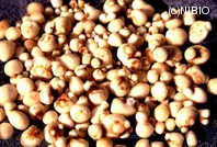 http://mpdb.nibiohn.go.jp/CONTENTS_ROOT/PLANT_PHOTO_DATA/PHOTO_FILE/thumbnail/676.jpg