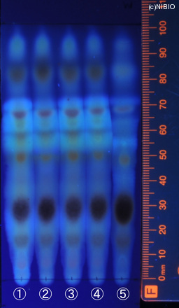 http://mpdb.nibiohn.go.jp/CONTENTS_ROOT/JP_IDENTIFICATION_PHOTO_DATA/JP_IDENTIFICATION_PHOTO_FILE/thumbnail/1310.jpg