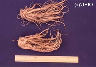 http://mpdb.nibiohn.go.jp/CONTENTS_ROOT/PLANT_PHOTO_DATA/PHOTO_FILE/thumbnail/688.jpg