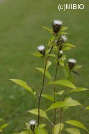 http://mpdb.nibiohn.go.jp/CONTENTS_ROOT/PLANT_PHOTO_DATA/PHOTO_FILE/thumbnail/698.jpg