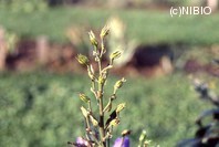 http://mpdb.nibiohn.go.jp/CONTENTS_ROOT/PLANT_PHOTO_DATA/PHOTO_FILE/thumbnail/956.jpg