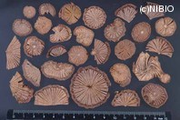 http://mpdb.nibiohn.go.jp/CONTENTS_ROOT/PLANT_PHOTO_DATA/PHOTO_FILE/thumbnail/718.jpg