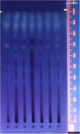 http://mpdb.nibiohn.go.jp/CONTENTS_ROOT/JP_IDENTIFICATION_PHOTO_DATA/JP_IDENTIFICATION_PHOTO_FILE/thumbnail/330.jpg