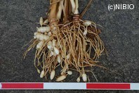http://mpdb.nibiohn.go.jp/CONTENTS_ROOT/PLANT_PHOTO_DATA/PHOTO_FILE/thumbnail/144.jpg