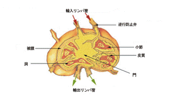 https://upload.wikimedia.org/wikipedia/commons/thumb/8/80/Illu_lymph_node_structure-ja.png/350px-Illu_lymph_node_structure-ja.png