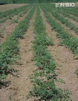 http://mpdb.nibiohn.go.jp/CONTENTS_ROOT/PLANT_PHOTO_DATA/PHOTO_FILE/thumbnail/183.jpg