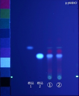 http://mpdb.nibiohn.go.jp/CONTENTS_ROOT/JP_IDENTIFICATION_PHOTO_DATA/JP_IDENTIFICATION_PHOTO_FILE/thumbnail/387.jpg