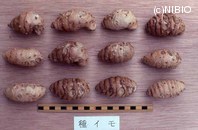 http://mpdb.nibiohn.go.jp/CONTENTS_ROOT/PLANT_PHOTO_DATA/PHOTO_FILE/thumbnail/145.jpg