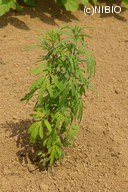 http://mpdb.nibiohn.go.jp/CONTENTS_ROOT/PLANT_PHOTO_DATA/PHOTO_FILE/thumbnail/232.jpg