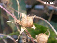 http://mpdb.nibiohn.go.jp/CONTENTS_ROOT/PLANT_PHOTO_DATA/PHOTO_FILE/thumbnail/1188.jpg