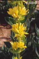 http://mpdb.nibiohn.go.jp/CONTENTS_ROOT/PLANT_PHOTO_DATA/PHOTO_FILE/thumbnail/256.jpg
