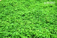 http://mpdb.nibiohn.go.jp/CONTENTS_ROOT/PLANT_PHOTO_DATA/PHOTO_FILE/thumbnail/266.jpg