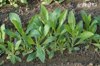 http://mpdb.nibiohn.go.jp/CONTENTS_ROOT/PLANT_PHOTO_DATA/PHOTO_FILE/thumbnail/285.jpg