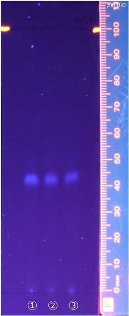 http://mpdb.nibiohn.go.jp/CONTENTS_ROOT/JP_IDENTIFICATION_PHOTO_DATA/JP_IDENTIFICATION_PHOTO_FILE/thumbnail/184.jpg