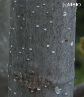 http://mpdb.nibiohn.go.jp/CONTENTS_ROOT/PLANT_PHOTO_DATA/PHOTO_FILE/thumbnail/1198.jpg