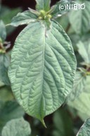 http://mpdb.nibiohn.go.jp/CONTENTS_ROOT/PLANT_PHOTO_DATA/PHOTO_FILE/thumbnail/312.jpg