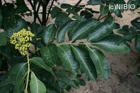 http://mpdb.nibiohn.go.jp/CONTENTS_ROOT/PLANT_PHOTO_DATA/PHOTO_FILE/thumbnail/332.jpg