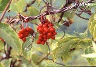 http://mpdb.nibiohn.go.jp/CONTENTS_ROOT/PLANT_PHOTO_DATA/PHOTO_FILE/thumbnail/1206.jpg