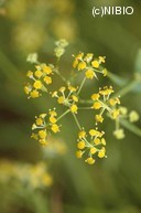http://mpdb.nibiohn.go.jp/CONTENTS_ROOT/PLANT_PHOTO_DATA/PHOTO_FILE/thumbnail/344.jpg