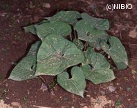 http://mpdb.nibiohn.go.jp/CONTENTS_ROOT/PLANT_PHOTO_DATA/PHOTO_FILE/thumbnail/357.jpg