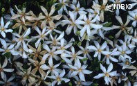 http://mpdb.nibiohn.go.jp/CONTENTS_ROOT/PLANT_PHOTO_DATA/PHOTO_FILE/thumbnail/382.jpg