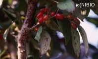 http://mpdb.nibiohn.go.jp/CONTENTS_ROOT/PLANT_PHOTO_DATA/PHOTO_FILE/thumbnail/392.jpg