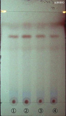 http://mpdb.nibiohn.go.jp/CONTENTS_ROOT/JP_IDENTIFICATION_PHOTO_DATA/JP_IDENTIFICATION_PHOTO_FILE/thumbnail/63.jpg