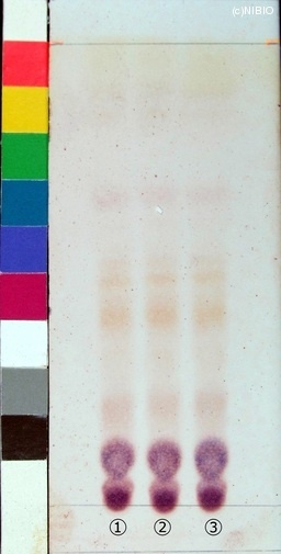 http://mpdb.nibiohn.go.jp/CONTENTS_ROOT/JP_IDENTIFICATION_PHOTO_DATA/JP_IDENTIFICATION_PHOTO_FILE/thumbnail/228.jpg