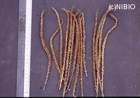 http://mpdb.nibiohn.go.jp/CONTENTS_ROOT/PLANT_PHOTO_DATA/PHOTO_FILE/thumbnail/497.jpg