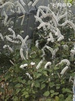 http://mpdb.nibiohn.go.jp/CONTENTS_ROOT/PLANT_PHOTO_DATA/PHOTO_FILE/thumbnail/513.jpg