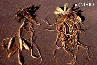 http://mpdb.nibiohn.go.jp/CONTENTS_ROOT/PLANT_PHOTO_DATA/PHOTO_FILE/thumbnail/438.jpg
