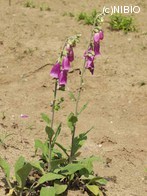 http://mpdb.nibiohn.go.jp/CONTENTS_ROOT/PLANT_PHOTO_DATA/PHOTO_FILE/thumbnail/1216.jpg