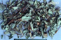 http://mpdb.nibiohn.go.jp/CONTENTS_ROOT/PLANT_PHOTO_DATA/PHOTO_FILE/thumbnail/507.jpg